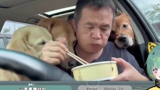 Japanese chives look at you brother, you are really hungry! Make a cute cat cry