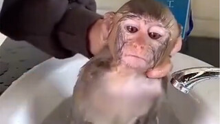 放假前一天我宁可看猴子洗澡也不想工作