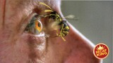 A scientist's crazy experiment creates the most dangerous wasps and they start attacking humans