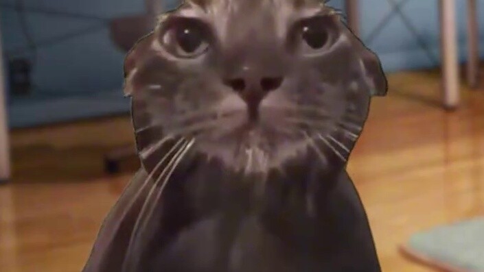 Tentang model gratis yang dicuri dan dijual online seharga 125 yuan [meme kucing]