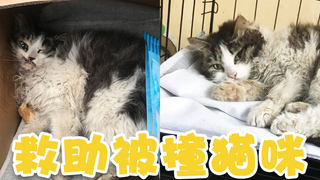 寒风中救助了一只被撞的超美的小猫咪！