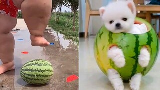 พยายามอย่าหัวเราะ 😂 วิดีโอแสดงปฏิกิริยาแปลกๆ ของสุนัขและแมว 31
