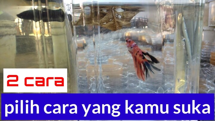 2 Cara Merawat Ikan Cupang Dengan Daun Ketapang, Kelebihan & Kekurangn Setiap Caranya
