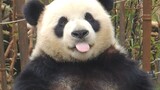 [Animals]Cute moment of panda eating bamboo