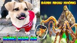 Thú Cưng Vlog | Bông Bé Bỏng Ham Ăn và Bắp Tiểu Đệ #2 | Chó thông minh vui nhộn | smart dog funny