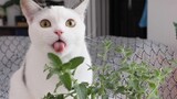Kucing itu mabuk setelah mencium daun mint