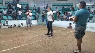 CAPITAL GREY 🐓👏👍2nd fight 2hits champion🏆