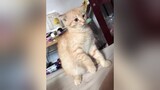 Có cái video của Sếp Thộn mà chế đi chế lại hoài 😂😂😂 mèo cat  sếpthộn  cute