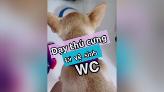 Trả lời  Dạy thú cưng đi vệ sinh trong nhà vệ sinh nha! chihuahua pet thucungdethuong thucungvuinhon chó_cưng chó kienthucthucung