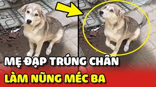 Bé chó LÀM NŨNG méc ba vì bị mẹ ĐẠP TRÚNG CHÂN 😂 | Yêu Lu