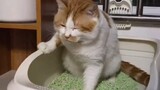 [Mèo cưng] Những khoảnh khắc hài hước khi "táo bón" của loài mèo