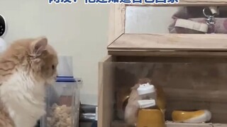 鼠鼠去猫的窝里拿一个吃的又走了，网友：他还知道自己回家
