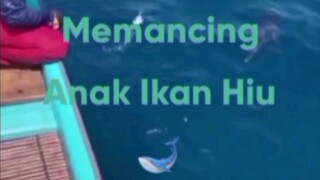 Cara Memancing Anak Ikan Hiu yang Mudah