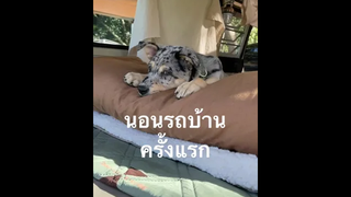 Vlog นอนรถบ้านกับน้องหมา