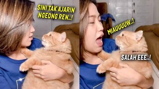 GEMES BANGET.! Gara-gara Suaranya Kecil, Kucing Oren Ini Diajari Majikannya Mengeong.! Kucing Lucu