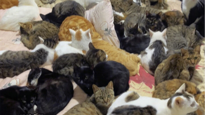 室外气温已到零下，小木屋里的猫猫们吃吃睡睡长肉肉