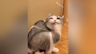 Lại Là Chuyên Mục Troll Boss Nhà Mình.Mặt Nó Kiểu Mày Đâm Nữa Đi Chắc Tao Sợ :)) suhuong meow mèous meocute meogiangho#trollboss onhavanvui