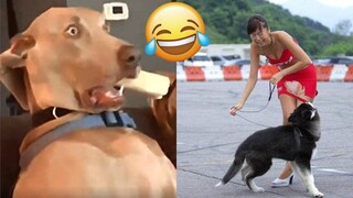 Funniest Animals Video - Funny Dogs And Cats - Try Not To Laugh Animals 2022