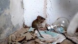 Tikus kecil itu terpojok oleh kucing dan melakukan trik unik!