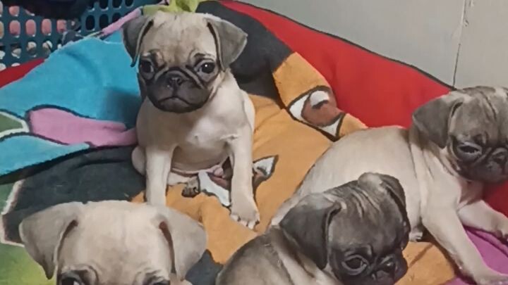 my pugngo's baby 🫣🥰😘