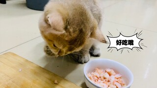 猫吃播：猫猫埋头干饭