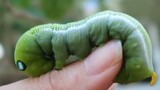 Petting This Caterpillar Since Morning On Qixi Festival