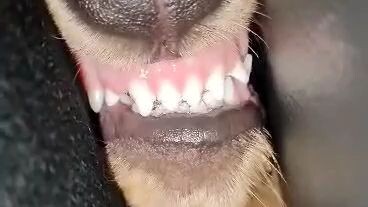 perfect smile buddy