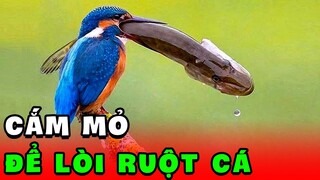 🟢SÁT THỦ SĂN CÁ BỜ SÔNG -  100  Không Một Con Nào Thoát   KGH ANIMALS