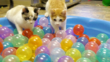 ลูกแมวน่ารักเล่นใน Ball Pit