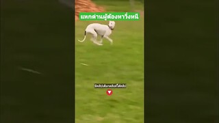 แหกด่านผู้ต้องหาวิ่งหนี