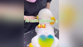 Có ai muốn nuôi con này không ta🥰🥰chó chókhôn xuhuong fypシ cho chókhôn thúcưng