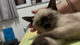 🐱It's time for the Siamese baby to sleep! Zzzz...