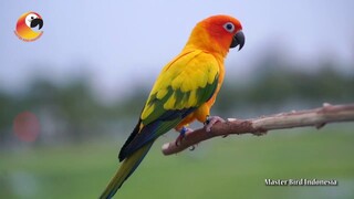 Si Burung Cantik - Parkit Matahari