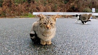 頭を撫でると飛び上がって喜ぶ子猫が可愛過ぎる Tiny cat that stood up with joint when touched his head is so cute.