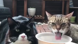 "Animal". The cat: I'm just born for drinking water!