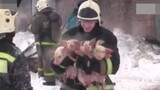 Petugas pemadam kebakaran menyelamatkan lebih dari 100 babi di lokasi kebakaran. Saat dikeluarkan, a