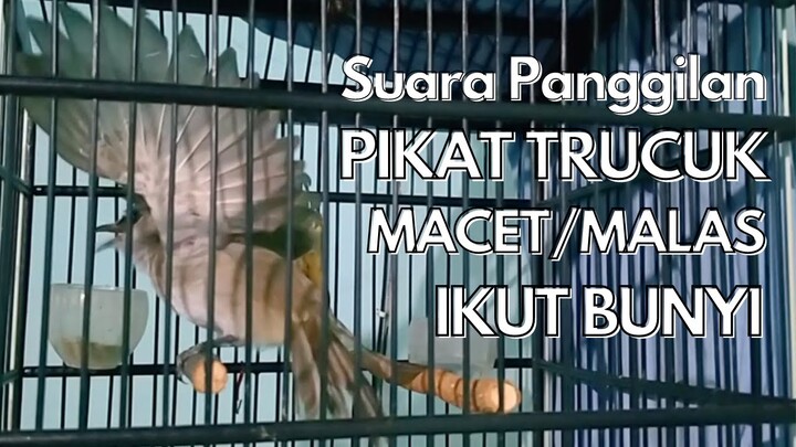 Suara Trucuk Untuk Pancingan Agar Ikut Bunyi (TRUCUK MALAS IKUT NYAUT)