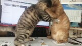 Since I bought a heated mouse pad, cats fight for my desktop