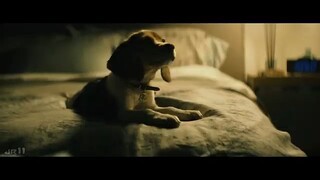 John Wick Lovely  Memories   Lovely  John wick's wife  john wick's dog