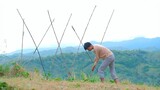 I planted string beans in the mountain and waited two months to harvest | Filipino Countryside Life