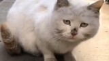 [Satwa] [Cat Person] Menjadi kucing, aku sangat kecewa…