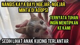 Anak Kucing Ngejar-Ngejar Minta Di Adopsi Nangis Gorong-Gorong Kaya Bayi..!