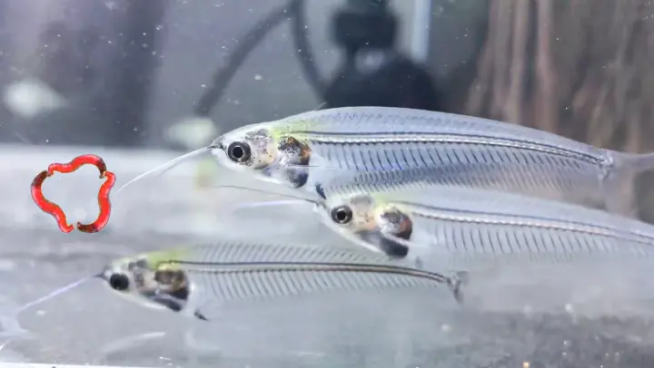 Where did the food transparent fish go? Let's have a look