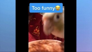 Những chiếc thú cưng khó tính #meme