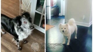 Wait a Minute but Dogs Sung It (Dogs Version Cover)