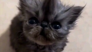 Funny Cat Videos