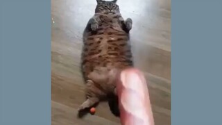 Fat cat