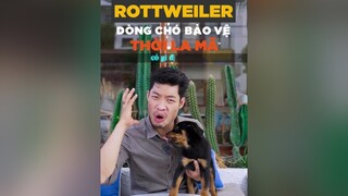 Rottweiler dòng chó bảo vệ thời La Mã có gì đặc biệt? LearnOnTikTok tuitienpet dcgr rottweiler