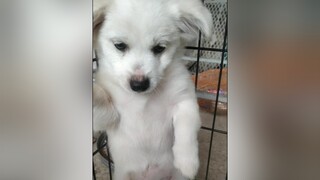 Tội cho a Trần Đức Bo...cunyeucuadua yeucho yeuchomeo cún cúncon chó chómèo chócon chókhôn yeuchomeo chócute pet dog dogsoftiktok