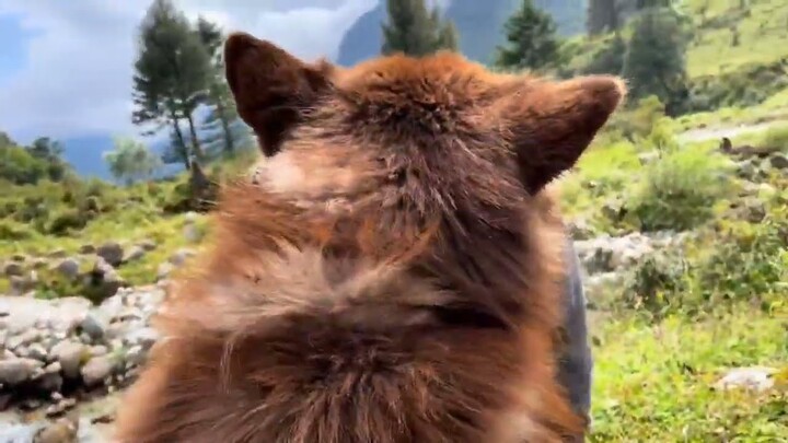 Collection of lovely walking moments with Alaskan pet dogs attracting millions of views#1